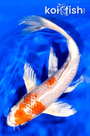 8.5" HARIWAKE BUTTERFLY