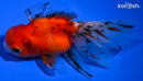 5" CALICO ORANDA GOLDFISH