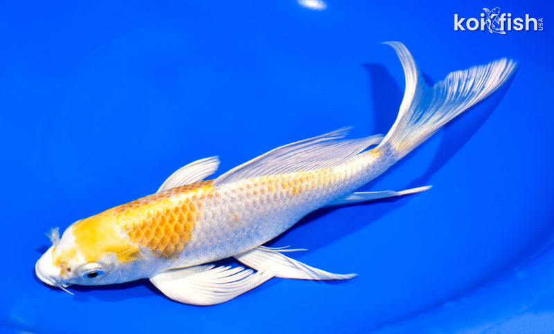 9" LEMON HARIWAKE BUTTERFLY