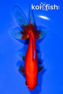 5.75" WAKIN GOLDFISH