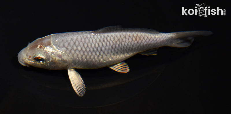 5.5" METALLIC SOROGOI