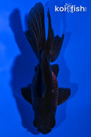 4.5" WAKIN GOLDFISH