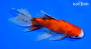 6.5" CALICO WATONAI GOLDFISH