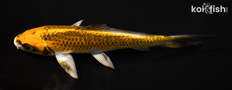 6.5" KI MATSUBA