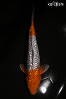 11.25" GINRIN OCHIBA SHIGURE