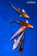 PACK OF (5) 4-4.5" STANDARD KOI