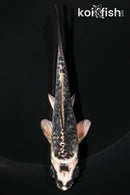 4.25" KIKOKURYU