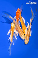 PACK OF (5) 4-4.75" BUTTERFLY KOI