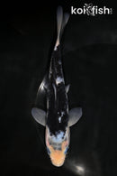 6.75" MATSUKAWABAKE