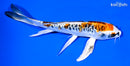 7" DOITSU KUJAKU BUTTERFLY