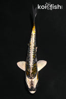 4.5" KIN KIKOKURYU