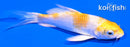 4" LEMON HARIWAKE BUTTERFLY