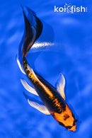5.25" BENI KIKOKURYU BUTTERFLY