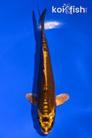4.5" KIN KIKOKURYU