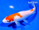 7" KOHAKU