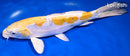 9.75" KIN KIKOKURYU