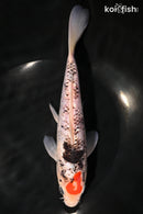 8.5" BENI MATSUKAWABAKE