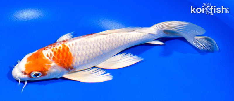 8.5" HARIWAKE BUTTERFLY