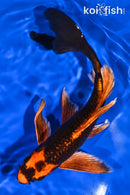 9.75" ORENJI MATSUBA BUTTERFLY