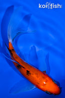 4.75" AKA SANKE BUTTERFLY