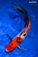 9.75" SANKE BUTTERFLY