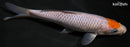 7.5" TANCHO OCHIBA SHIGURE