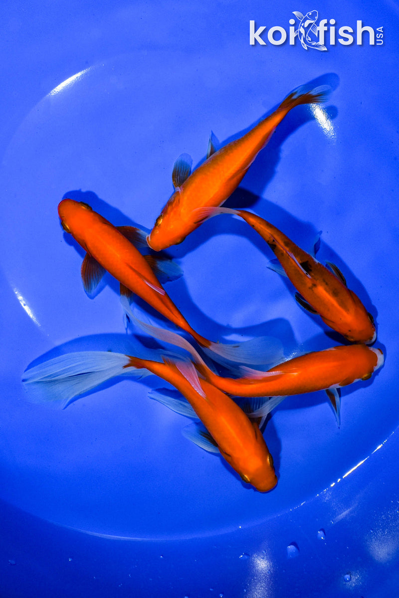 PACK OF (5) 4.75"-5.5" ASSORTED GOLDFISH