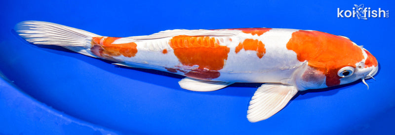 11.75" KIKUSUI