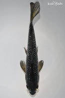 8.25" GINRIN MATSUKAWABAKE