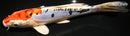 8.25" HEISEI NISHIKI