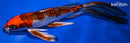 8.75" KUJAKU BUTTERFLY