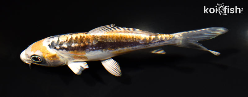 5.5" KIN KIKOKURYU