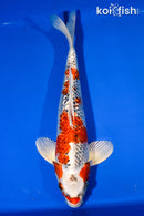 14.25" GINRIN KUJAKU