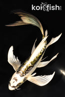 8.75" ARAGOKE KIN KIKOKURYU BUTTERFLY