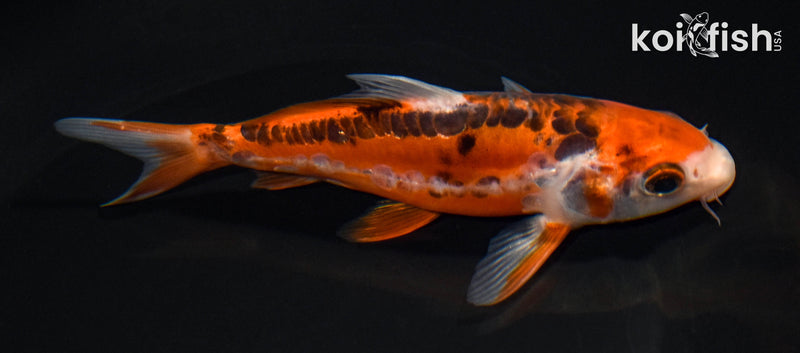 5.5" HI SHUSUI