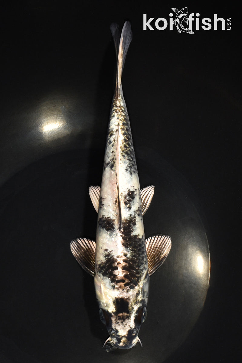 9" GIN SHIRO UTSURI