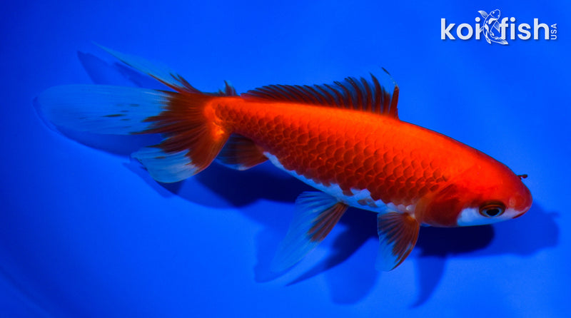 5.75" WAKIN GOLDFISH