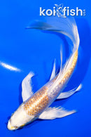 8" GINRIN HARIWAKE BUTTERFLY