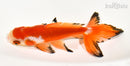 5.5" WATONAI GOLDFISH