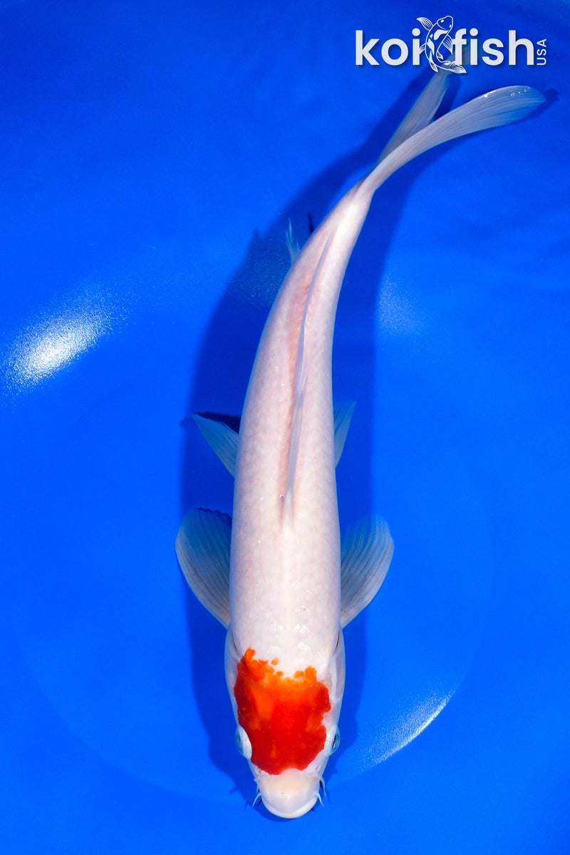 11.5" TANCHO KOHAKU