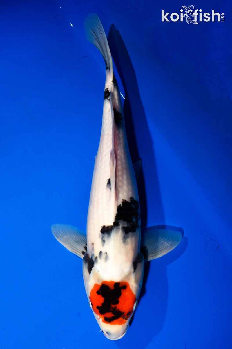 17.75" TANCHO SHOWA
