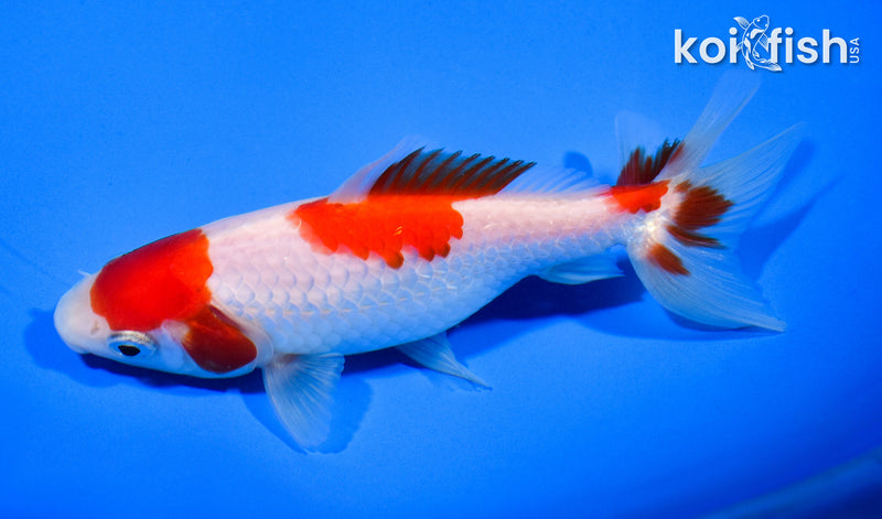 5.25" SARASA WAKIN GOLDFISH