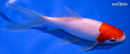 7.75" SARASA COMET GOLDFISH