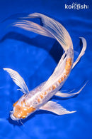 9.25" KIKUSUI BUTTERFLY