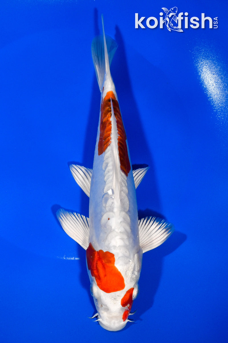 8.75" KIKUSUI