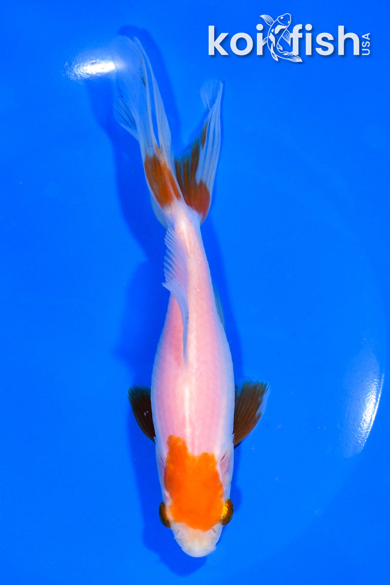 6.5" WAKIN GOLDFISH