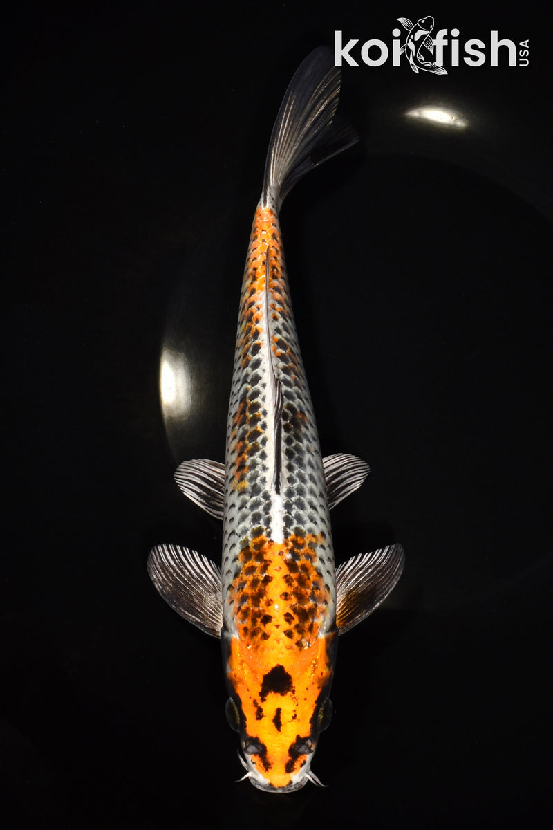 9" BENI GINGA