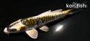 4.5" KIN KIKOKURYU