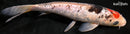 8.5" BENI MATSUKAWABAKE