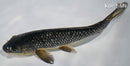 8.25" GINRIN MATSUKAWABAKE